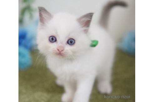 成約済の神奈川県のラグドール-94259の1枚目